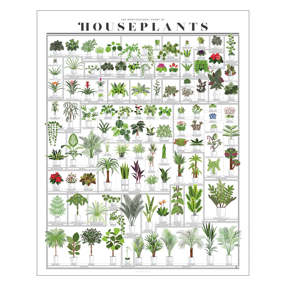 Pop Chart - Horticultural Chart of Houseplants - 16" x 20" Wall Art - Botanical Poster - Earthy Wall Decor - 100% Made in The USA