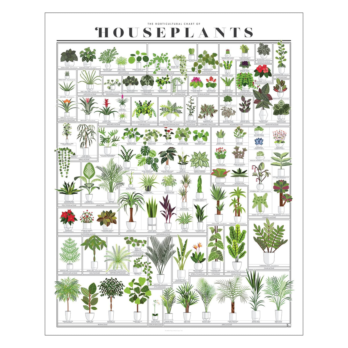 Pop Chart - Horticultural Chart of Houseplants - 16" x 20" Wall Art - Botanical Poster - Product image 1