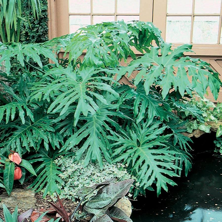 Lowe's Philodendron House Plant in 1.72-Gallon (S) Pot - Nursery